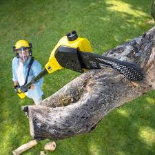 Best Tree Maintenance Programs  in Washington Mills, NY