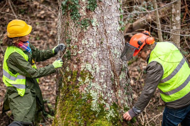 Best Storm Damage Tree Cleanup  in Washington Mills, NY