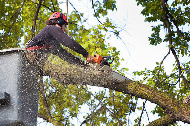 Best Seasonal Cleanup (Spring/Fall)  in Washington Mills, NY