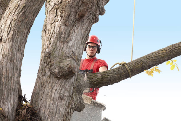 Trusted Washington Mills, NY Tree Care Experts